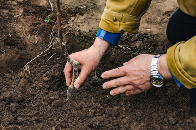 Im Freien Nahaufnahme der Hände eines Mannes, der einen Baum im Bodenkopierraum pflanzt