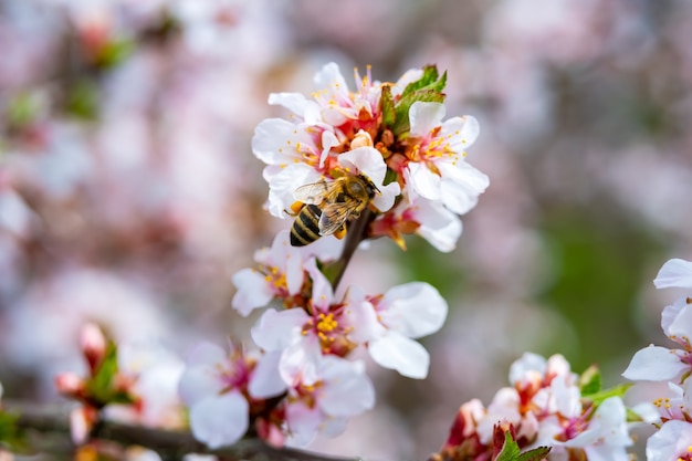 Im Frühjahr bestäuben Bienen die Apfelblüte im Garten.