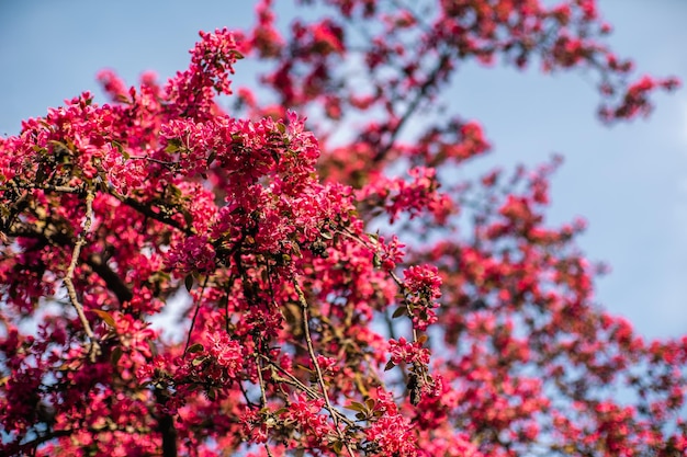 Im Frühjahr blühen kleine rosa Blüten