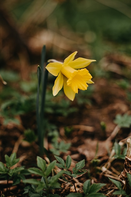 Im Frühjahr blühen Narzissennarzissen in einem Blumenbeet