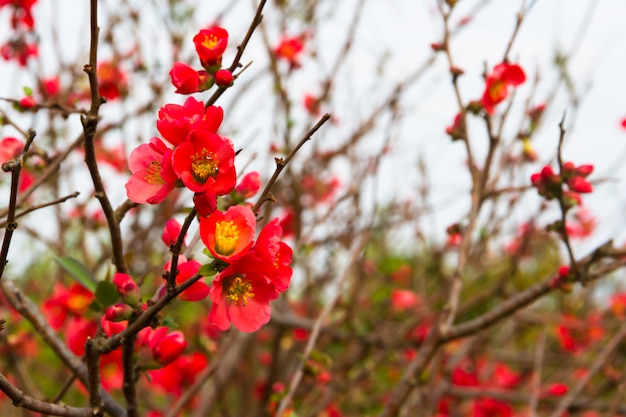 Im Frühjahr blühten Blumen der Gartenquitte