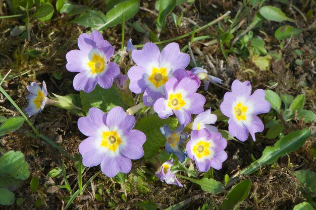 Im Frühjahr blühten Primelblüten oder Primula vulgaris