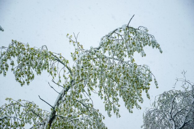 Im Frühjahr traf ein schwerer Schneesturm die Stadt