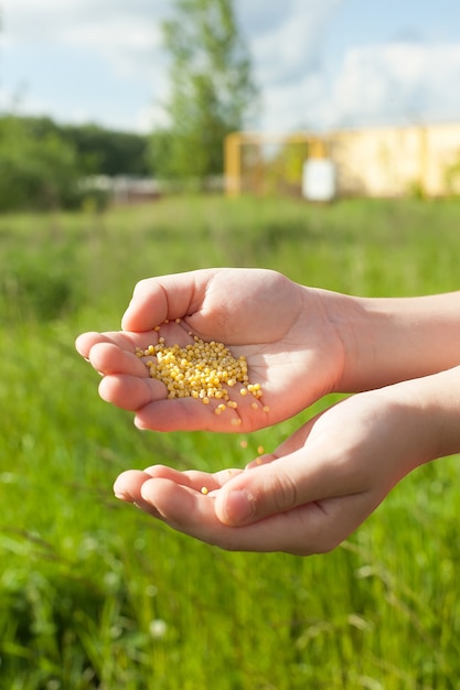 Im Frühjahr von Hand Grassamen verteilen, um den perfekten Rasen zu erhalten.