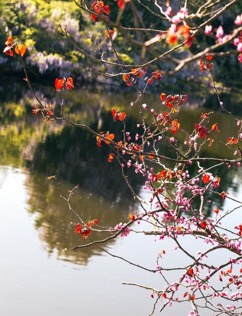 Im Frühling blühen auf den Bäumen bunte Blumen