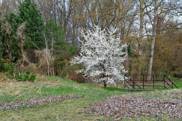 Foto im frühling blühen wilde pflaumen im park