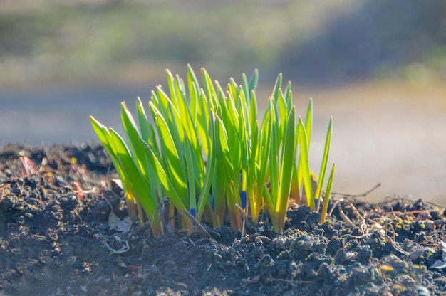 Im Frühling die ersten Blüten im Sonnenlicht.