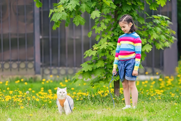 Im Frühling geht ein kleines Mädchen mit einer entzückenden weißen britischen Katze spazieren, die ein orangefarbenes Geschirr trägt