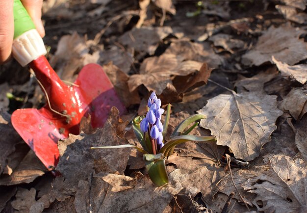 Im Frühlingsgarten wird eine blaue Scilla-Blume (Scilla siberica) ausgegraben