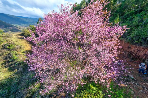 Foto im frühlingsmorgen blüht der kirsch aprikosenbaum auf dem hügel des da lat-plateaus.