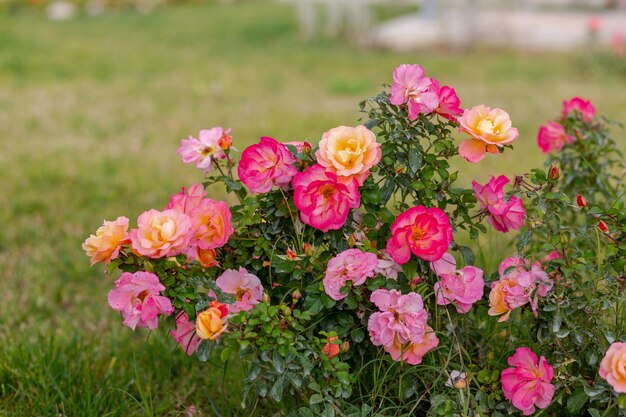 Im Garten angebaute Zierblumen