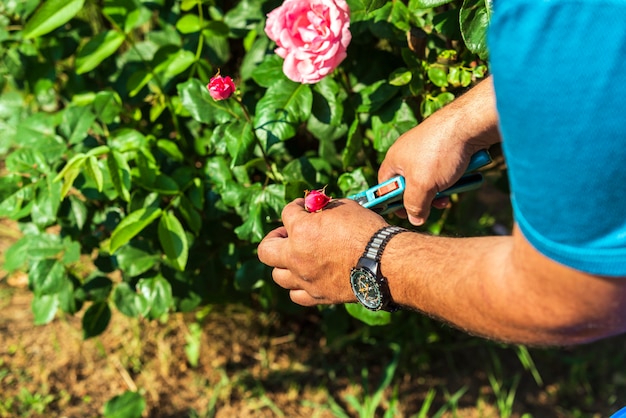 Im Garten arbeiten