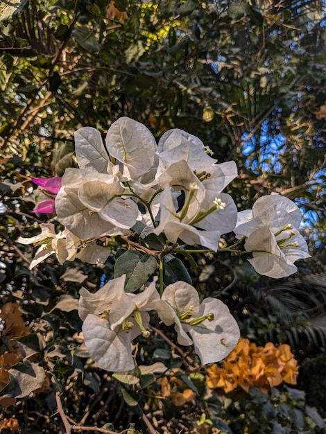 Im Garten blühen Bougainvillea-Blumen.