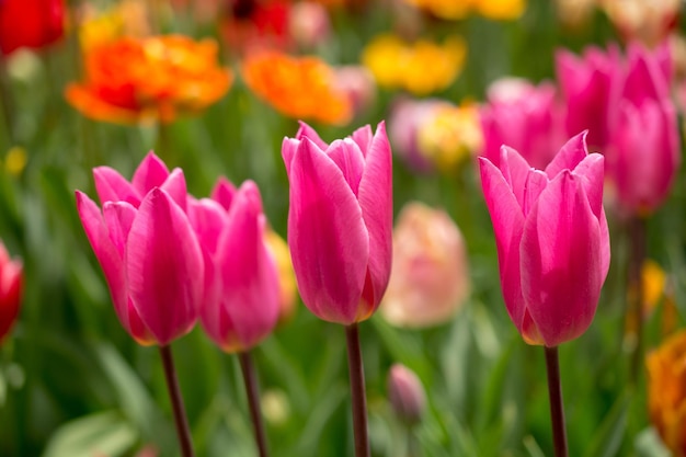 Im Garten blühen bunte Tulpenblumen