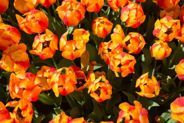 Im Garten blühen bunte Tulpenblumen