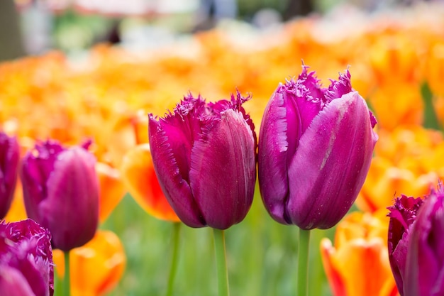 Im Garten blühen bunte Tulpenblumen