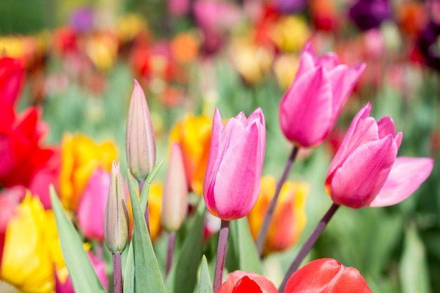 Im Garten blühen bunte Tulpenblumen