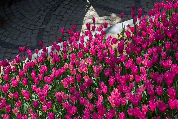 Im Garten blühen bunte Tulpenblumen