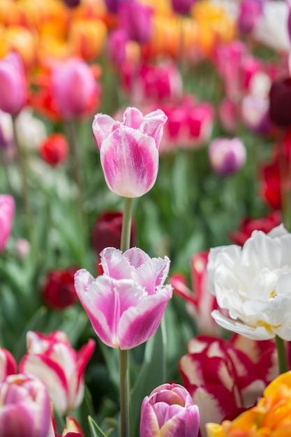 Im Garten blühen bunte Tulpenblumen