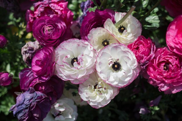 Im Garten blühen bunte Tulpenblumen