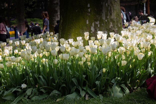 Im Garten blühen bunte Tulpenblumen