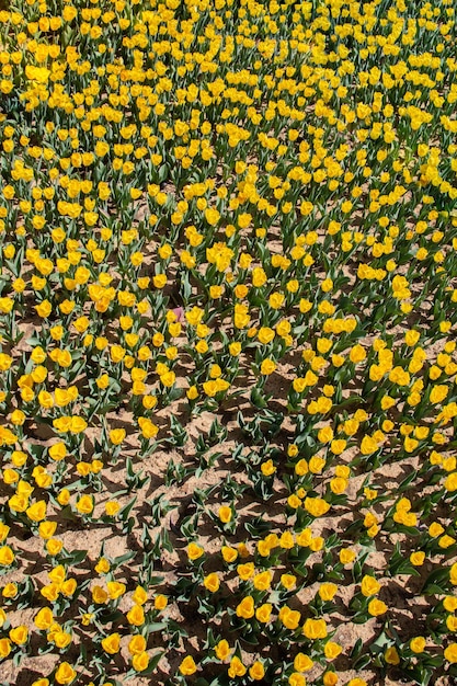 Im Garten blühen bunte Tulpenblumen