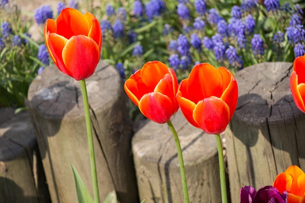 Im Garten blühen orangefarbene Tulpenblüten