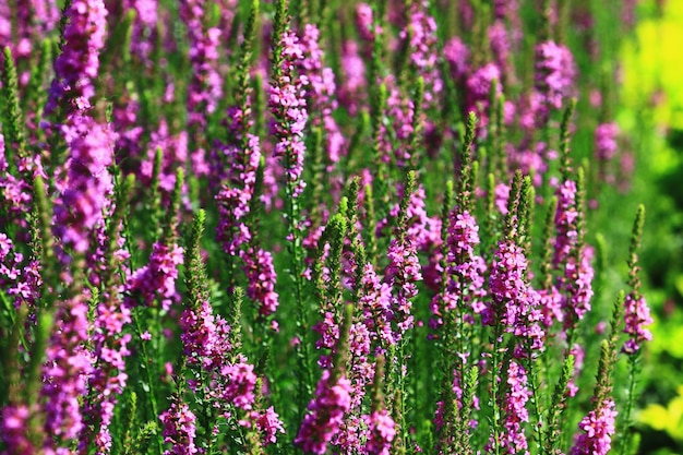 Im Garten blühen Spike-Loosestrlfe- oder Purple Lythrum-Blüten