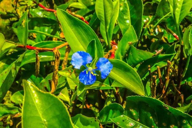 Im Garten blühen wunderschöne Blumen