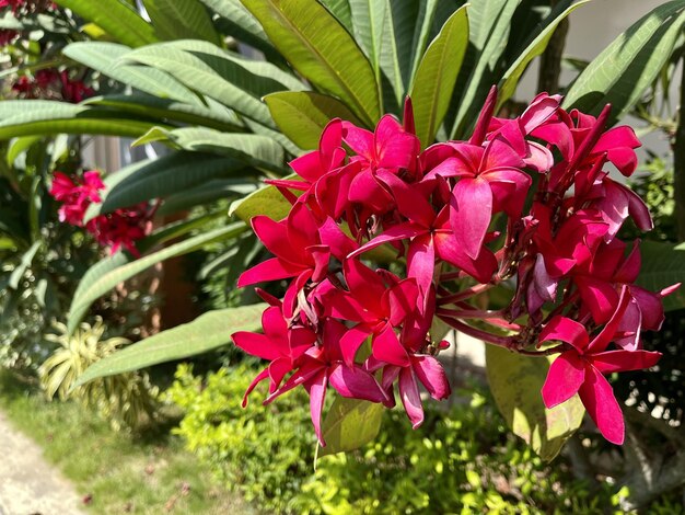 Im Garten blüht eine rote Blume.