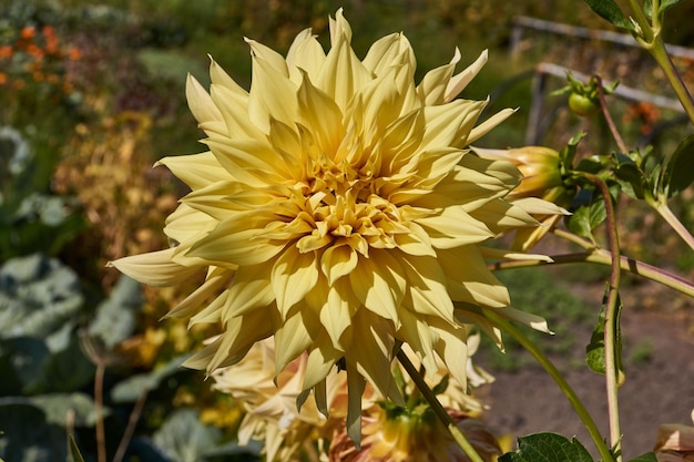 Im Garten des Landhauses blühen Dahlien lat Dahlia