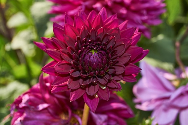 Im Garten des Landhauses blühen Dahlien