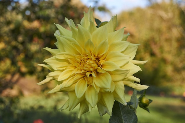 Im Garten des Landhauses blühen Dahlien