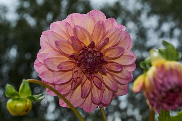 Im Garten des Landhauses blühen Dahlien