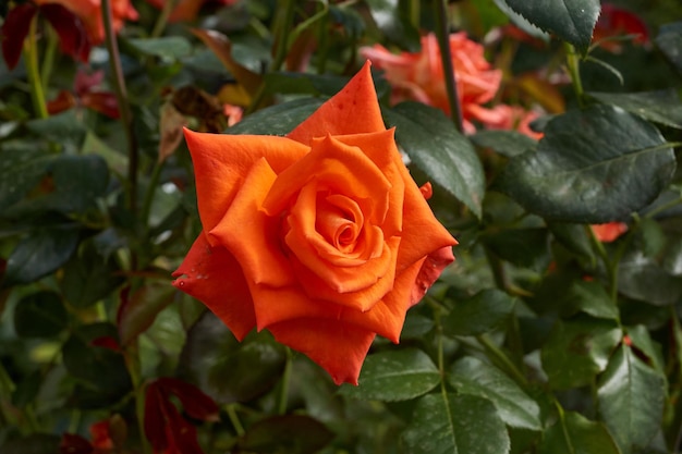 Im Garten des Landhauses blühen Rosen