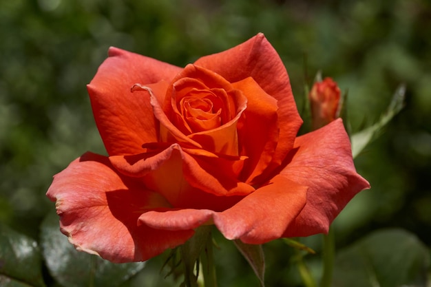 Im Garten des Landhauses blühen Rosen.