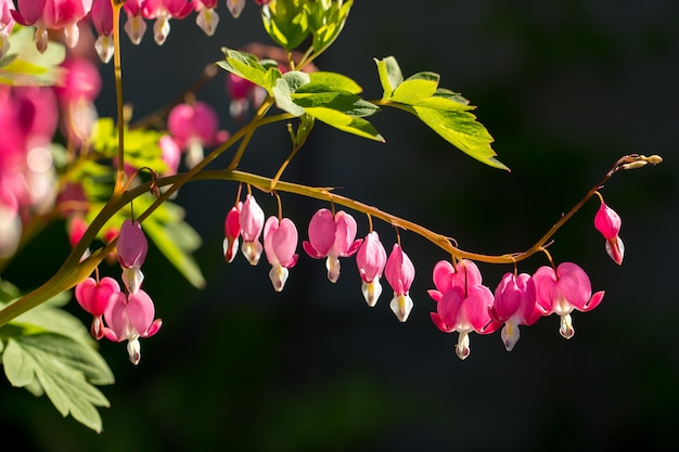 Im Garten droht