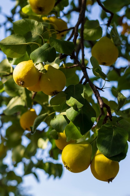 Im Garten hängen gelbe Birnen an einem Baumzweig Selektiver Fokus auf eine Birne vor dem Hintergrund von Bokeh