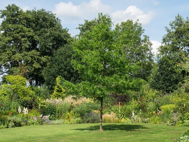 Foto im garten in den niederlanden