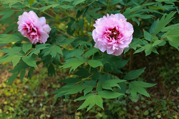 Im Garten Paeonia lactiflora Sarah Bernhardt blüht ein Strauch aus rosa gefüllten Pfingstrosen