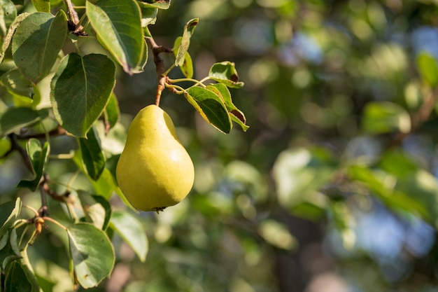 Im Garten reifen Birnen auf einem Baumzweig. Selektive Fokussierung auf eine Birne vor dem Hintergrund eines schönen Bokeh