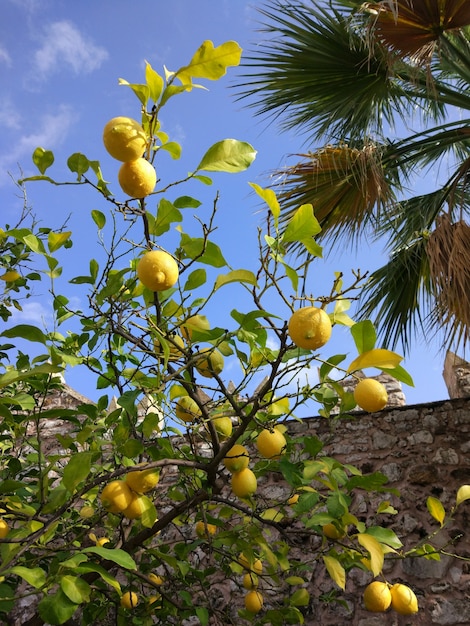 Im Garten steht ein Zitronenbaum