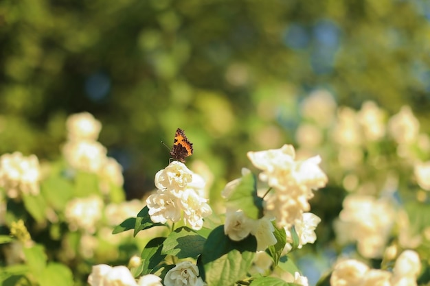 Im Garten von Jasmin blüht ein kleiner Schmetterling mit Jasminblüten Weicher Fokus