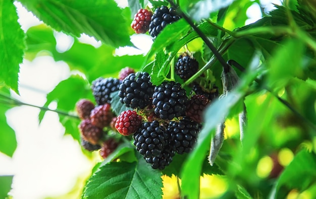 Im Garten wachsen Brombeeren. Selektiver Fokus.