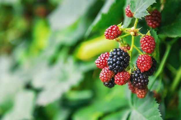 Im Garten wachsen Brombeeren. Selektiver Fokus.