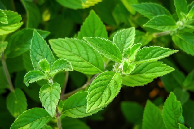 im garten wachsen büsche aus grüner gartenminze. anbau von heilpflanzenkonzept