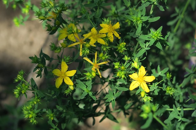 Im Garten wachsen gelbe Blüten der Heilpflanze Johanniskraut