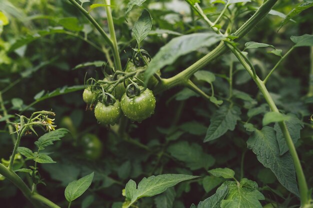 Im Garten wachsen grüne Tomaten auf einem Ast Das Konzept der Landwirtschaft gesunde Lebensmittel und Gemüse