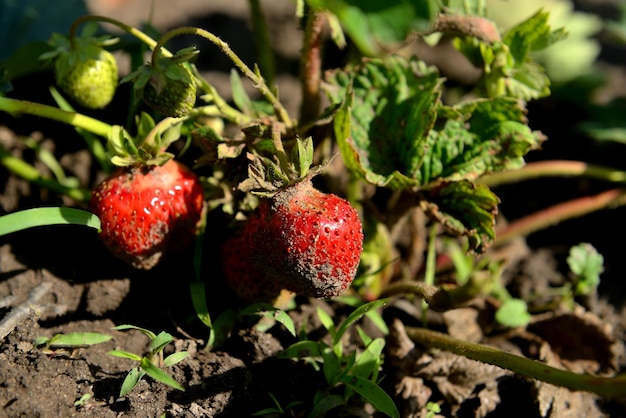 Im Garten wachsen grüne und rote Erdbeeren