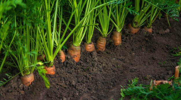 Im Garten wachsen Karotten. Selektiver Fokus. Natur.